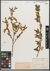 Foto von Salix triandra L.